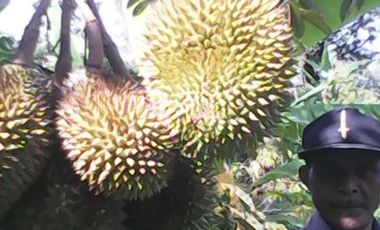 Tanah Kapling Perkebunan Durian di Jombang, Jawa Timur
