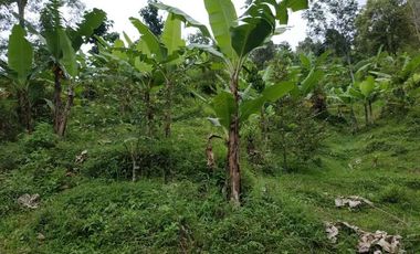 Tanah Kapling Perkebunan Durian di Jombang, Jawa Timur