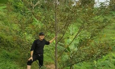Tanah Kapling Perkebunan Durian di Jombang, Jawa Timur