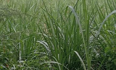 jual tanah murah bagus untuk segala  usaha gudang,pabrik Toko galangan ,  .bengkel di jalan raya Mojowarno - Mojoagung