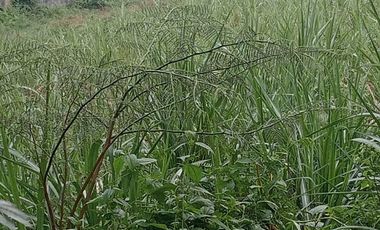 jual tanah murah bagus untuk segala  usaha gudang,pabrik Toko galangan ,  .bengkel di jalan raya Mojowarno - Mojoagung