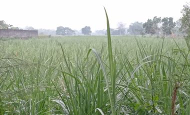 jual tanah murah bagus untuk segala  usaha gudang,pabrik Toko galangan ,  .bengkel di jalan raya Mojowarno - Mojoagung