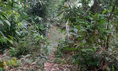 Tanah SHMP 2 Akses JLN di Pakem u/rumah tinggal ( NEGO )