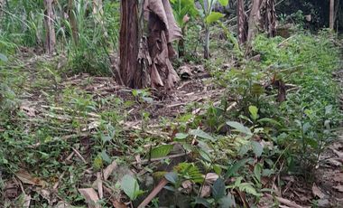 Tanah SHMP 2 Akses JLN di Pakem u/rumah tinggal ( NEGO )