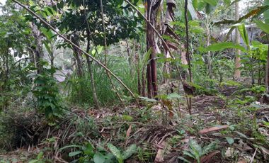 Tanah SHMP 2 Akses JLN di Pakem u/rumah tinggal ( NEGO )