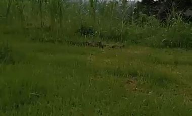 Land 1,2ha for Sale above Telaga Waja River Karangasem Bali