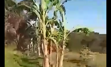 Tanah view pegunungan luas 10500 m2 di Trawas, Kabupaten  Mojokerto