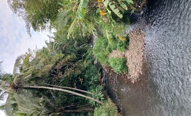 Tanah SHM pinggir jalan di Donokerto Turi  dekat sungai (NEGO)