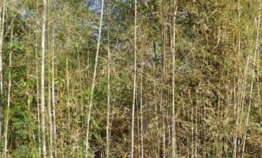 Dijual Tanah Kavlingan 350 m2 Nusa Dua