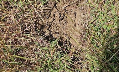 Tanah Jl. Raya Mantup, Desa Wonokromo, Kec. Tikung, Kab. Lamongan