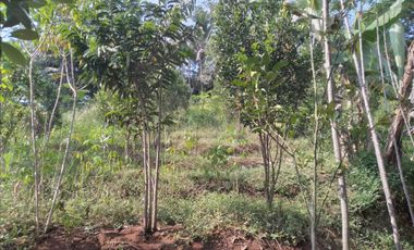 Tanah Dijual di Garut, Cocok Untuk Dijadikan Villa