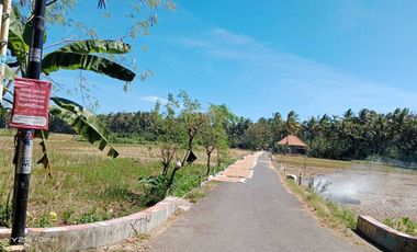 dijual sawah produktif di bantul trimurti srandakan bantul