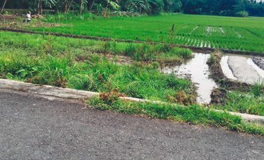 dijual sawah produktif di bantul trimurti srandakan bantul