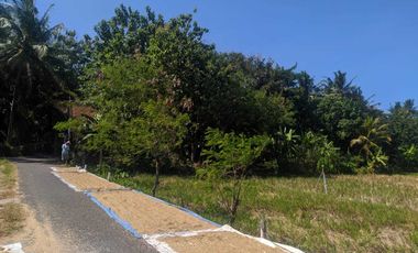 dijual sawah produktif di bantul trimurti srandakan bantul