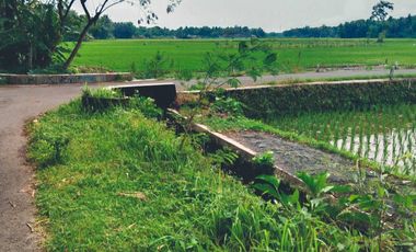 dijual sawah produktif di bantul trimurti srandakan bantul