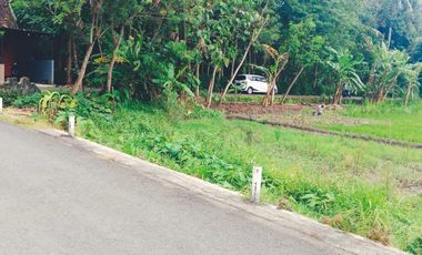 dijual sawah produktif di bantul trimurti srandakan bantul