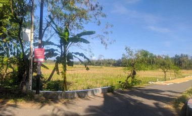 dijual sawah produktif di bantul trimurti srandakan bantul