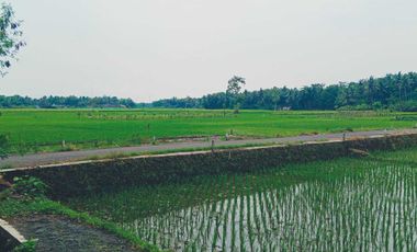 dijual sawah produktif di bantul trimurti srandakan bantul
