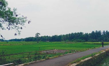 dijual sawah produktif di bantul trimurti srandakan bantul