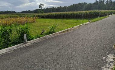 dijual sawah produktif di bantul trimurti srandakan bantul