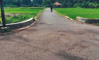 dijual sawah produktif di bantul trimurti srandakan bantul