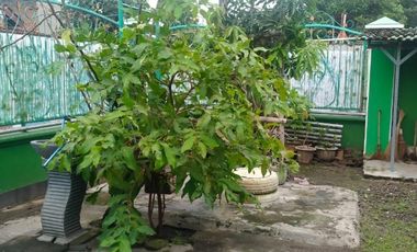 rumah murah lahan luas di palur mojolaban dekat Yonif 413