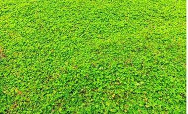 Tanah disewakan di Cadasmampar, Serpong, Serpong, Tangerang Selatan, Banten