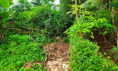 Aset BTN Pekalongan, Tanah Kosong di Kandeman Kab. Batang