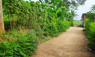 Aset BTN Pekalongan, Tanah Kosong di Kandeman Kab. Batang