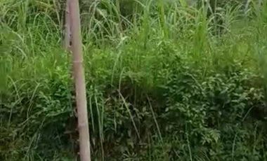 TANAH MURAH SEKALI LOKASI DI KALIBAWANG ADA POHON DURIANNYA AKSES ASPAL. JK10446