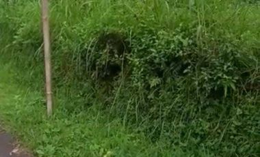 TANAH MURAH SEKALI LOKASI DI KALIBAWANG ADA POHON DURIANNYA AKSES ASPAL. JK10446