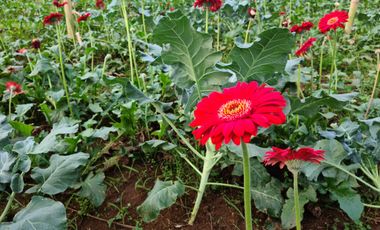 Jual Kavling Wisata Lake Side Dekat kampus Itb Walini