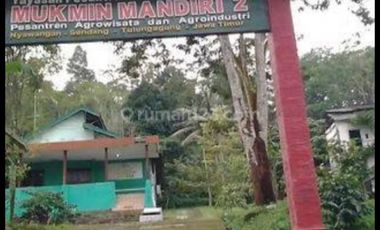 Tulungagung, Sendang. Lahan perkebunan