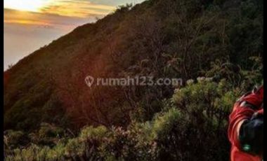 Tulungagung, Sendang. Lahan perkebunan