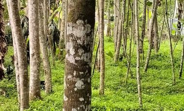 Jual Tanah Lokasi strategis cocok untuk investasi