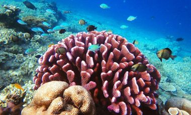 Dijual Hotel/Resort Bintang 4 di Tepi Pantai Gili Air Lombok