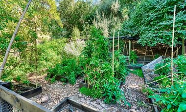 Chilena, con gran jardín formado, El Arrayán