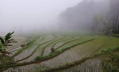 Dijual Tanah Sawah View Perbukitan Menoreh