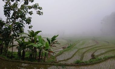Dijual Tanah Sawah View Perbukitan Menoreh