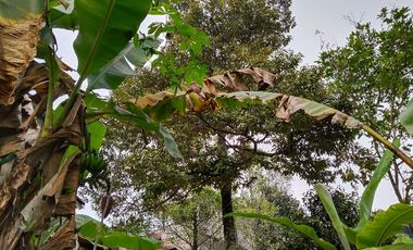 Jual Rumah Dan Kebun Di Wanayasa Purwakarta
