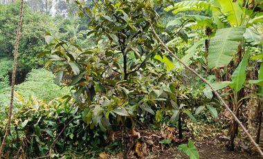 Jual Rumah Dan Kebun Di Wanayasa Purwakarta