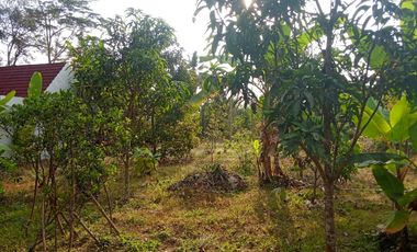 Tanah 3284 Meter Strategis di Ring 1 Candi Borobudur Magelang