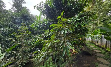 Disewakan villa yang sangat asri dengan sungai di tabanan bali