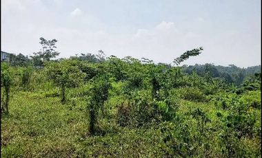 Jual Tanah Industri di Rangkasbitung Mekar Agung Cibadak - Lebak