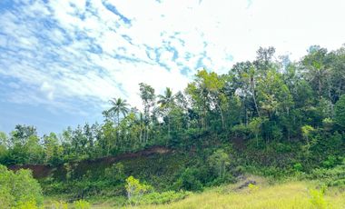 Jual Cepat Tanah SHM pinggir Jalan Purworejo dekat YIA (Bonus URUG)