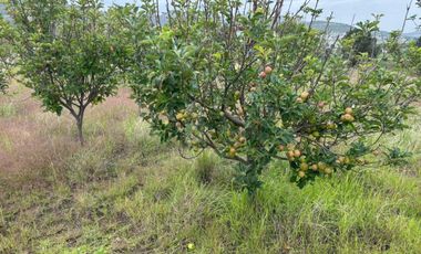 Terreno agrícola en venta en Tecomalucan, Tlaxco, Tlaxcala