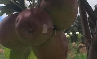 Terreno agrícola en venta en Tecomalucan, Tlaxco, Tlaxcala