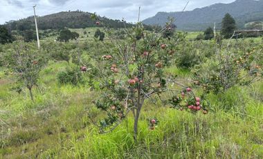 Terreno agrícola en venta en Tecomalucan, Tlaxco, Tlaxcala