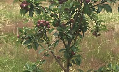 Terreno agrícola en venta en Tecomalucan, Tlaxco, Tlaxcala