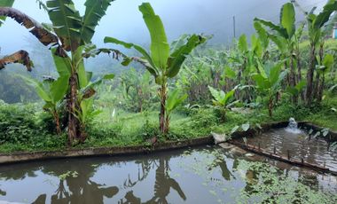 Tanah pinggir jalan ke UNSIQ jl kyai haji Ashari depan SD al madina